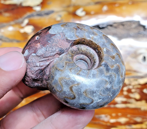 100GR TOP DRAGO SUTURA PERMIANO INTERO GREZZO CALCITE AMMONITE FOSSILE MOLLUSCO - Foto 8 di 12