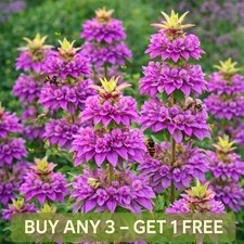 LEMON BEE BALM SEEDS - PURPLISH LILAC - 1300 SEEDS