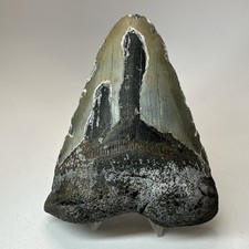 Megalodon Shark Tooth 4.88 Inch - Real - Natural Fossil - Carolina Teeth 19950