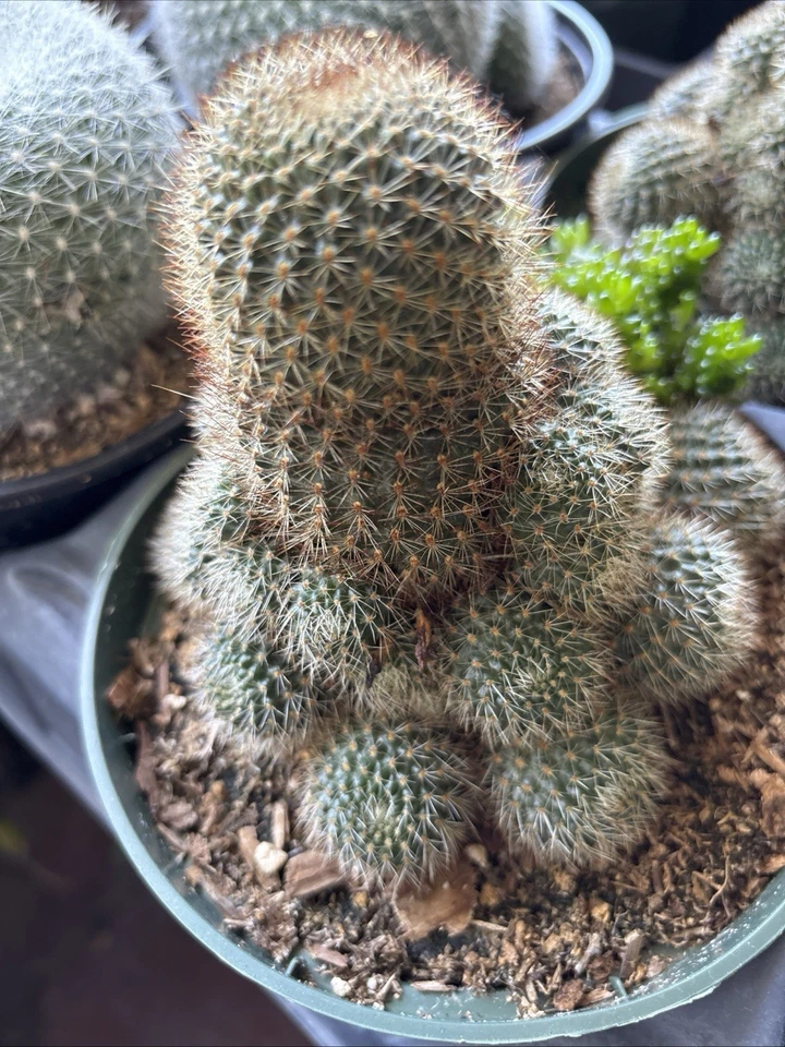 Rebutia Fulviseta Clumping Style / Rooted In 6 In Pot - Image 3 of 4