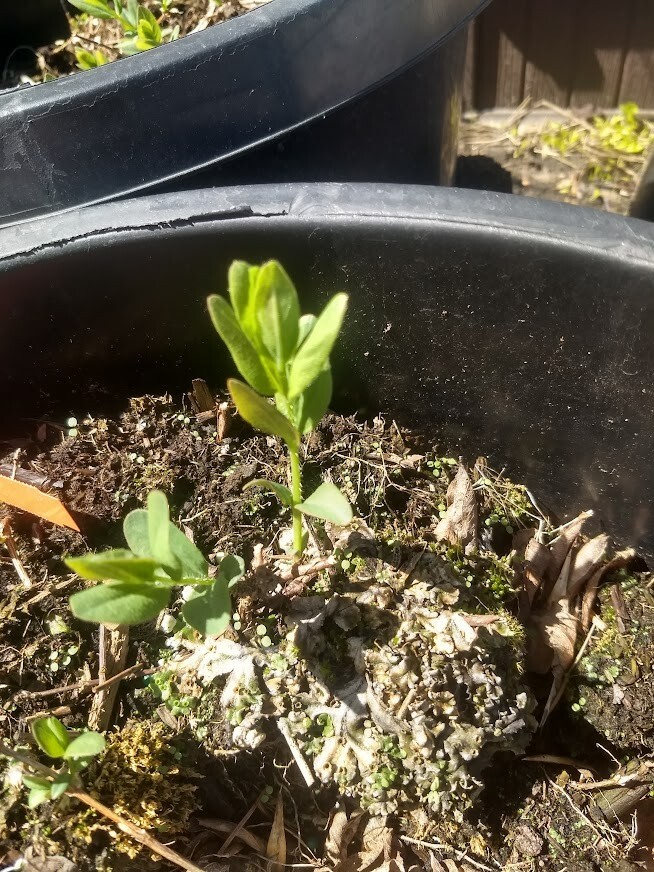 1 Tundra Honeyberry honeysuckle plant edible Shrub zones 28. Lonicera