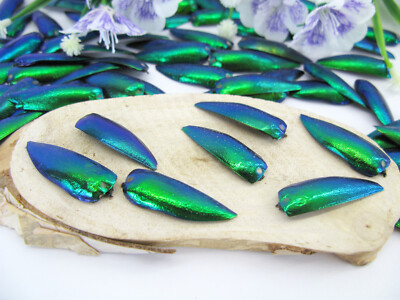Real 100 Green Iridescent Wings of the Beetle Sternocera aeguisignata