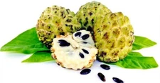 ORGANIC "Sugar Apple" Fruit Tree Seeds (Annona squamosa) Tropical Sweetsop Plant