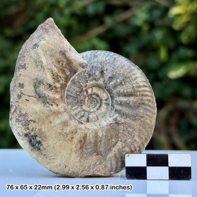 Proplanuliten Fossil Ammonit Koenigi Zone Gowerianus Subzone Kellaways