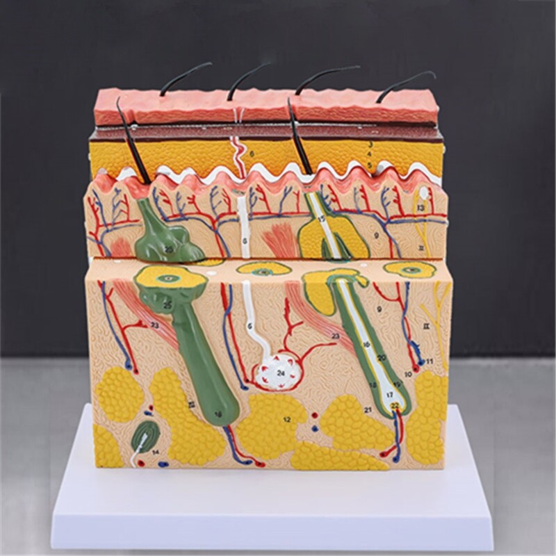 Multifunctional Realistic Skin Model 70X Enlarged 4 Layers Education