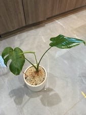 Albinism Monstera Indoor, Pot not included