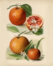 12857.Poster print.Room Wall design.Vintage garden fruit.Oranges.Kitchen decor