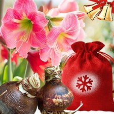 Large Amaryllis Bulbs 24/26cm Christmas Gift Bag Indoor Flower Plant Hippeastrum
