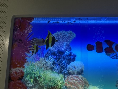 Rotating Electric Aquarium Lamp Sensory Nightlight Indoor Relaxation Therapy  - Bild 2 von 5