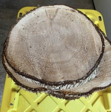 Red Cedar Live Edge  Slices/Cookies 12"-14" Diameter 1" Thick