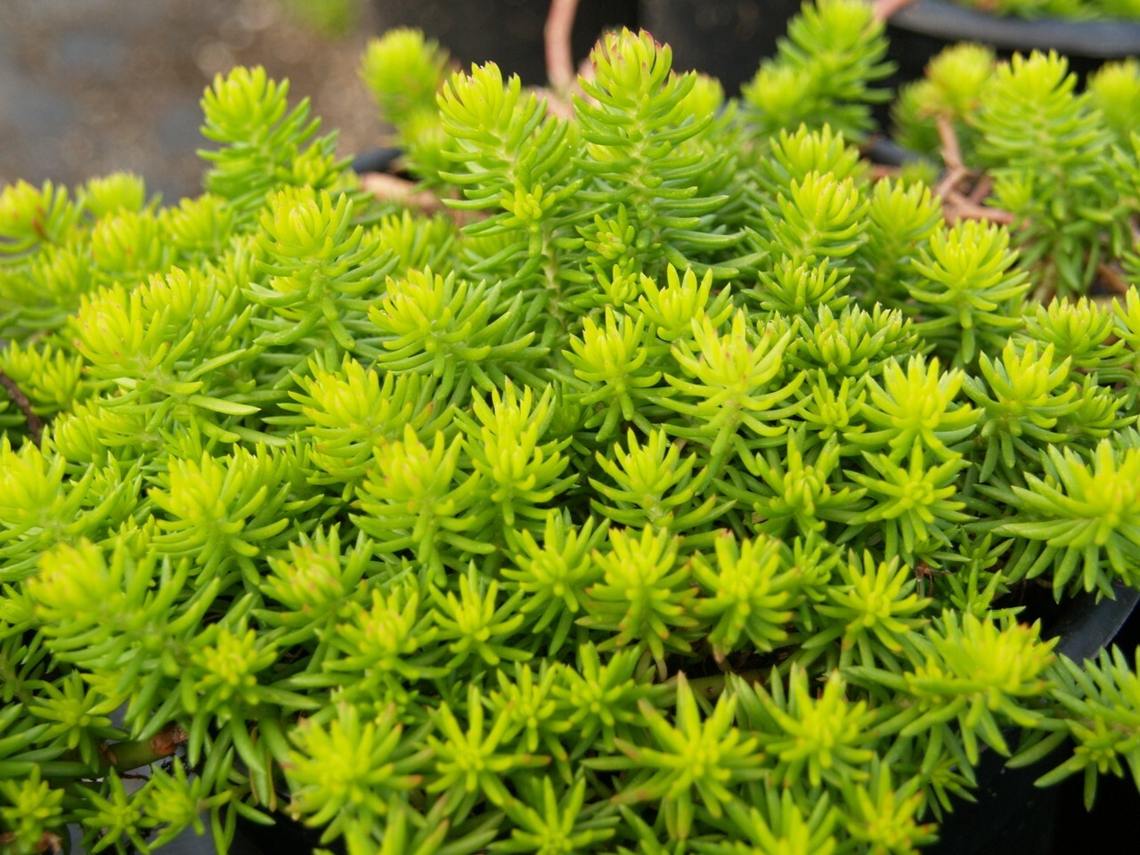 Perennial Farm Marketplace Sedum Spurium Voodoo Stonecrop Groundcover 1 For Sale Online Ebay