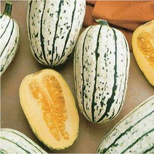 Delicata Squash Seeds Heirloom / Non-GMO Free Shipping Seed Store 1120