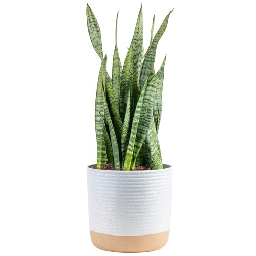 Costa Farms Premium Live Indoor Snake Sansevieria Floor Plant Shipped in Déco...