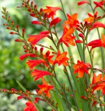 Easy to Grow  Crocosmia Red/Orange Hot Mix 20+  Plant Bulbs Spring Summer Flower