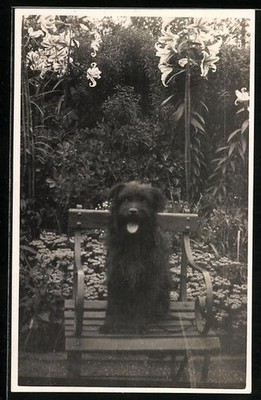 Black Dog on a Chair in the Garden, Postcard 