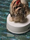 Vintage I Love My Shih Tzu Dog Figurine by George Good Japan — photo 7