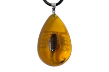 Real Scorpion Necklace in Fake Amber Taxidermy Jewelry
