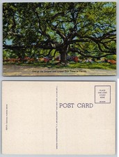 Postal de lino roble más antigua de Florida Curteich años 40 sin publicar