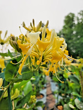 Lonicera Scentsation Honeysuckle - 3Lt Pot Fruiting Flowering Climber Wall
