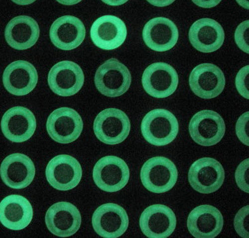 50 PAIR Lure Eyes Glow In Dark Flat Glue On Back 5mm to 12mm GDLL - 第 8/14 張圖片