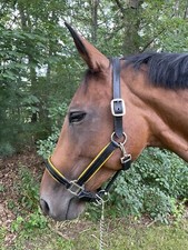 Leaders Premium Leather Halter For Full/Horse size Featuring Patent Leather