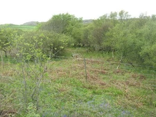 Photo A2 Woodland at Meall Buidhe Ardbeg/NR4146 Birch and willow coloni c2014
