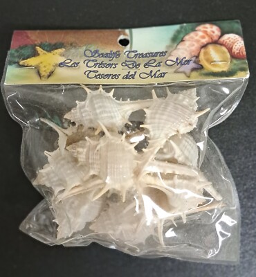 Seashells Murex Trappa, 8 Pieces, Crafts Sealife Treasures