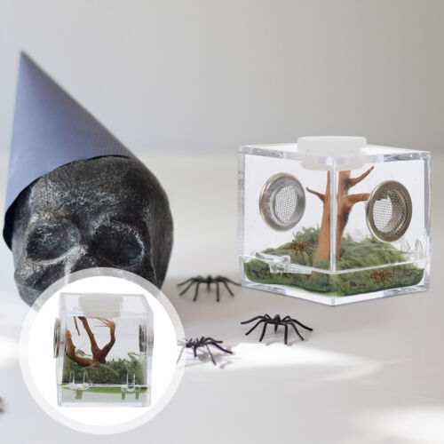 Jumping Spider Terrarium Spider Landscape Tank Jumping Spider Box