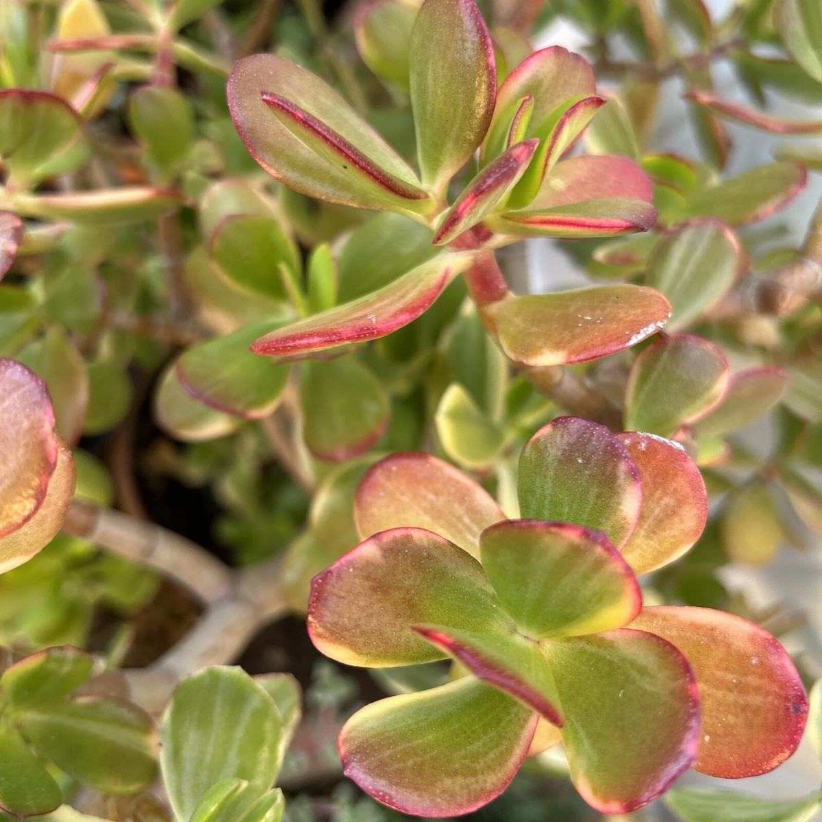 box plant Japanese Boxwood main image 0