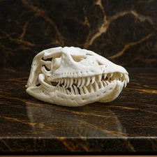 Komodo Dragon Skull Replica - Museum-Quality Varanus Cast 1:1