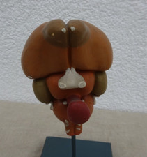 Modell Lehrmodell Biologie DDR Schulbedarf Nr. 3