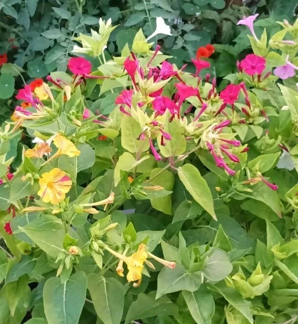 50 Samen Wunderblume Mirabilis jalapa Bunte Mischung Duftende Blüten Staude  - Bild 3 von 4