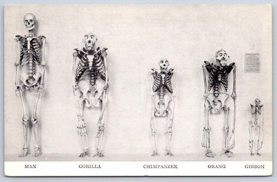 Comparative Osteology of Primates Skeletons Science Natural History 1930s