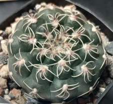 Gymnocalycium taningaence Compact Pancake Chin Cactus