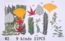 21PCS Real Pressed Dry leaves collection, different leaves as picture FCD502 #2