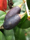 Chrysophyllum euryphyllum — photo 1