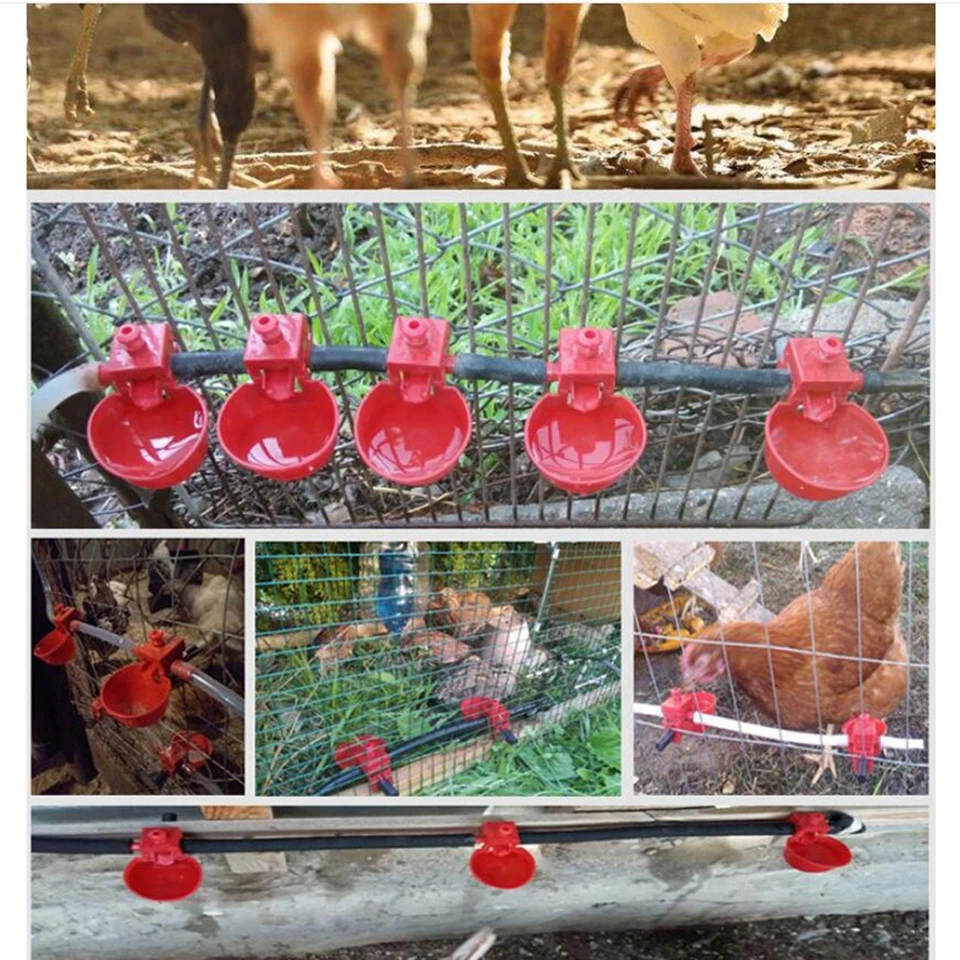 Cuencos de agua de codorniz para beber pollo 10 piezas pájaros automáticos Foto 2 de 4