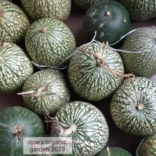 🌱 🍈 Organic Shark Fin Gourd / Figleaf Gourd Seeds – 8g (Approx. 30 Seeds)