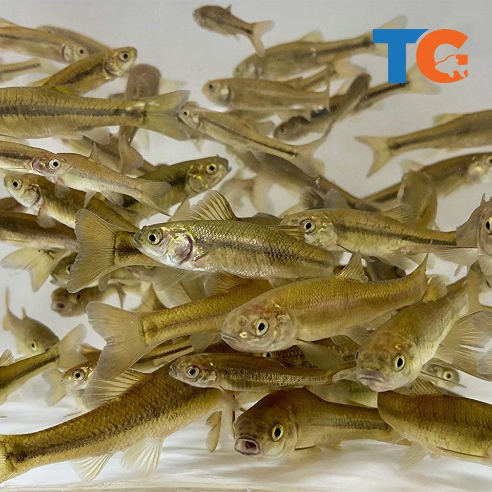 Live Minnows products for sale | eBay
