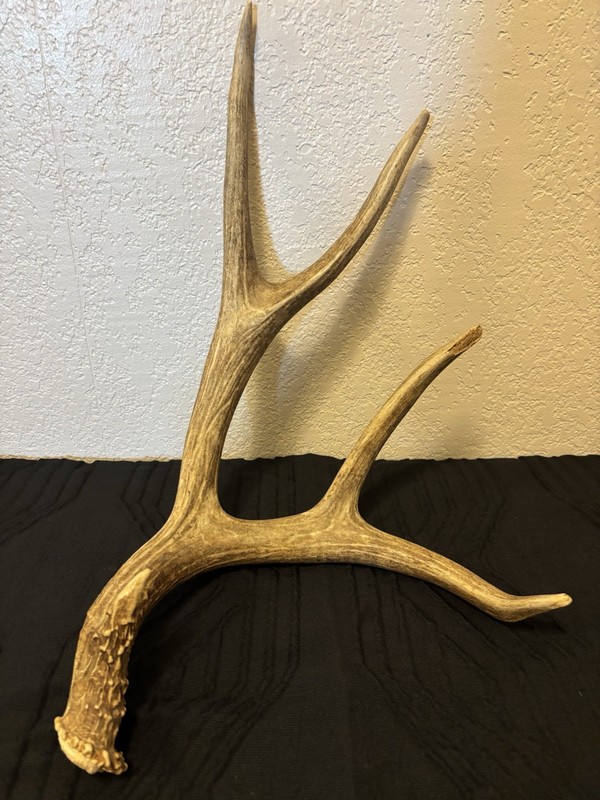 Deer Antler Shed Single Horn Decor