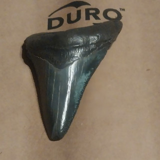 Diente de tiburón fósil Megalodon 2 y 1/4 pulgadas