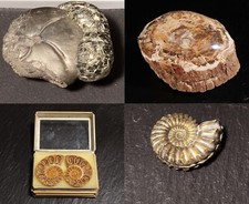 Fossilien Versteinerungen Unikate Fossil Urzeit Fossilien Stufen Steinschatz