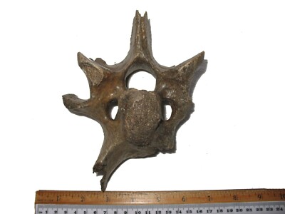 Pleistozän Steppenbison Eiszeit Säugetier Fossil Wirbel Ausgestorbene Art #16