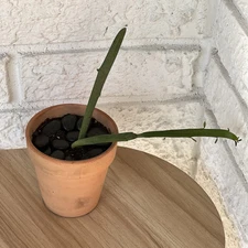 RARE Euphorbia Xylophylloides Paddle Cactus Euphorbia Flat Pencil Cactus Green