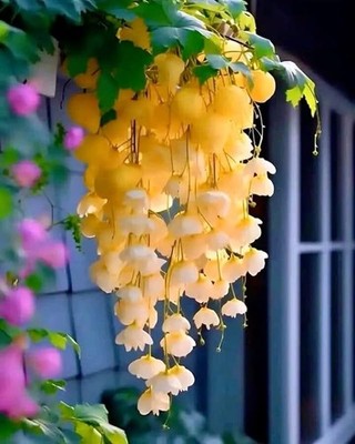 Weeping Begonia Flower Bulbs Yellow | Pack of 2 | Easy Grow Garden