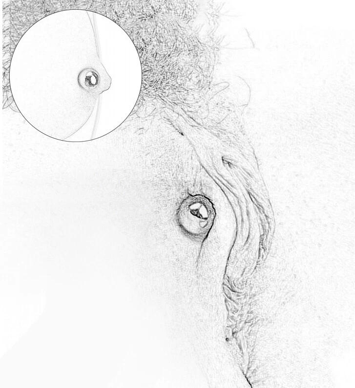 Pezón Magnético Clítoris Labios Abrazaderas Potentes Orbes Bolas Juguete Sexual BDSM Bondage Foto 2 de 4