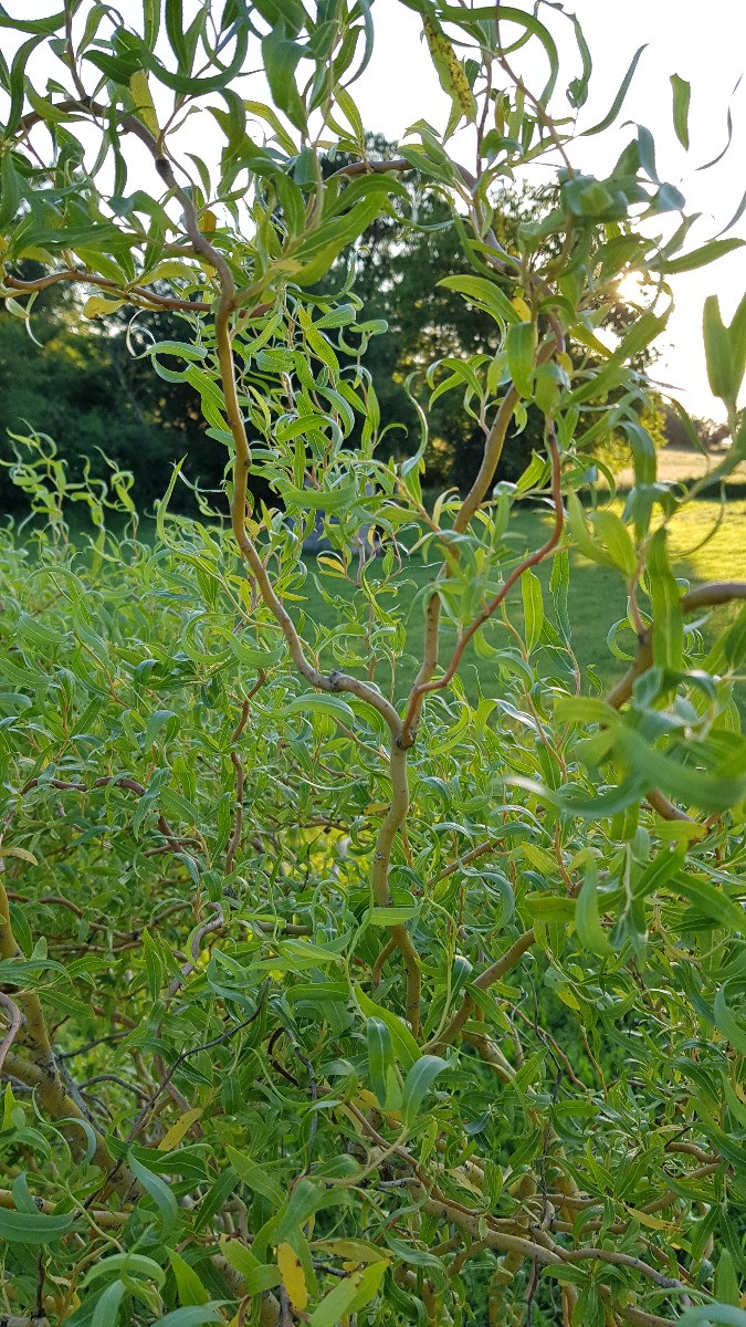 Saule tortueux jaune Salix erythroflexuosa grand arbuste de jardin