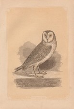 Schleiereule (Tyto alba) Eulen kolorierter Holzstich von 1851 Bicknell