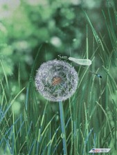 Bead Embroidery Kit Dandelion and Dragonfly DIY Bead Stitching Beadwork ta-303