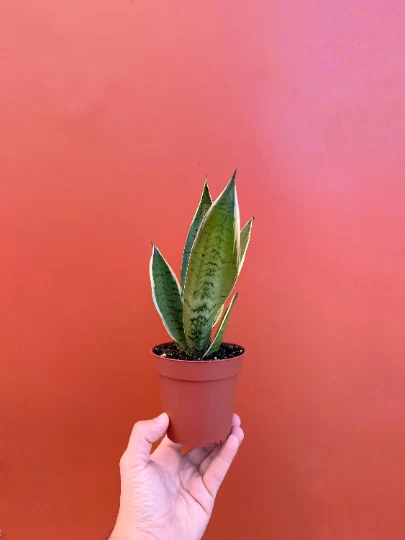 SNAKE PLANT Sansevieria Snow White in 4 inch Pot | LIVE House plant - Image 4 of 4